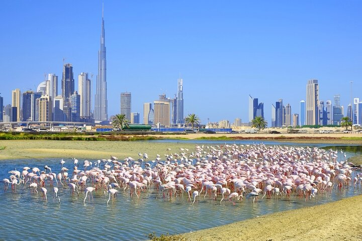 Experience the stunning blend of nature and modernity in Dubai where graceful flamingos mingle with iconic skyscrapers showcasing the city's unique evolution and architectural marvels.